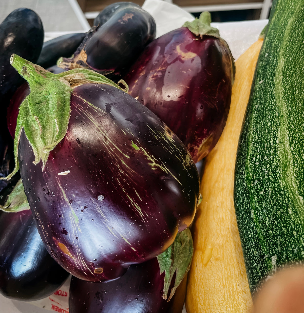 Eggplant, Black Beauty