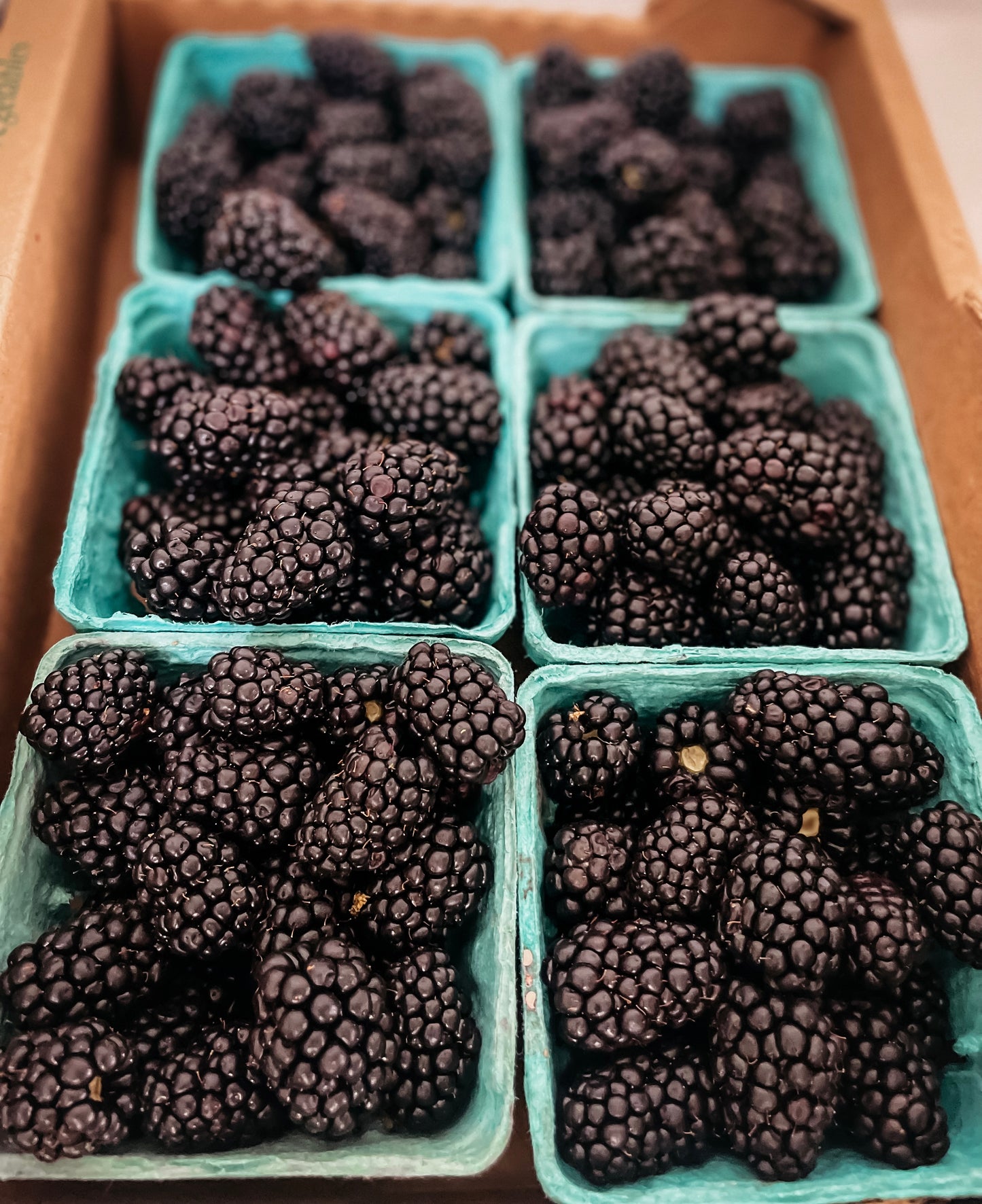 Half Flat Conventional Blackberries