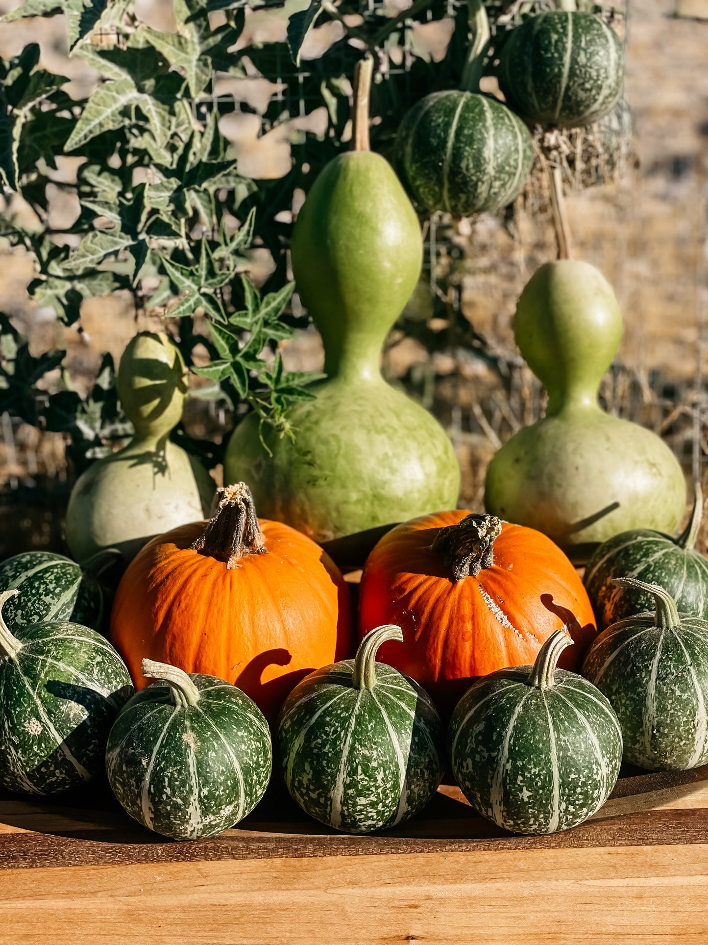 Birdhouse Gourd