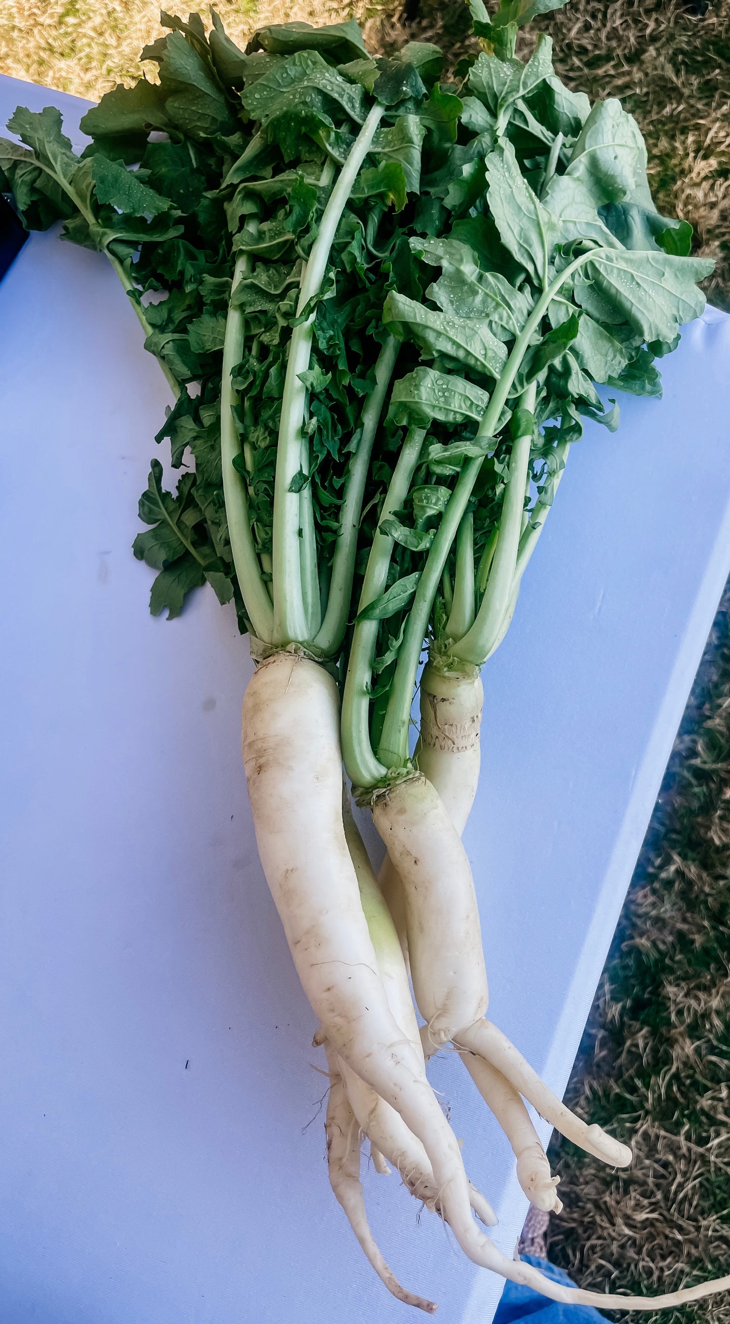Daikon Radish