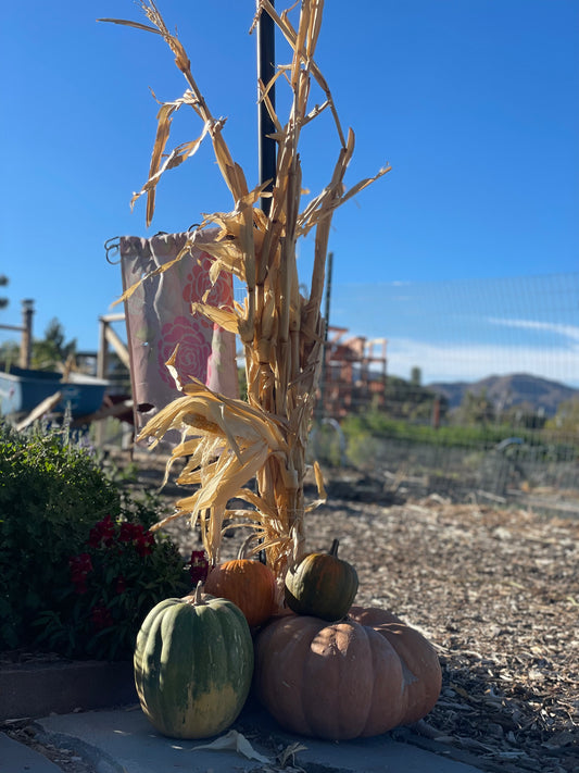 Dried Cornstalks