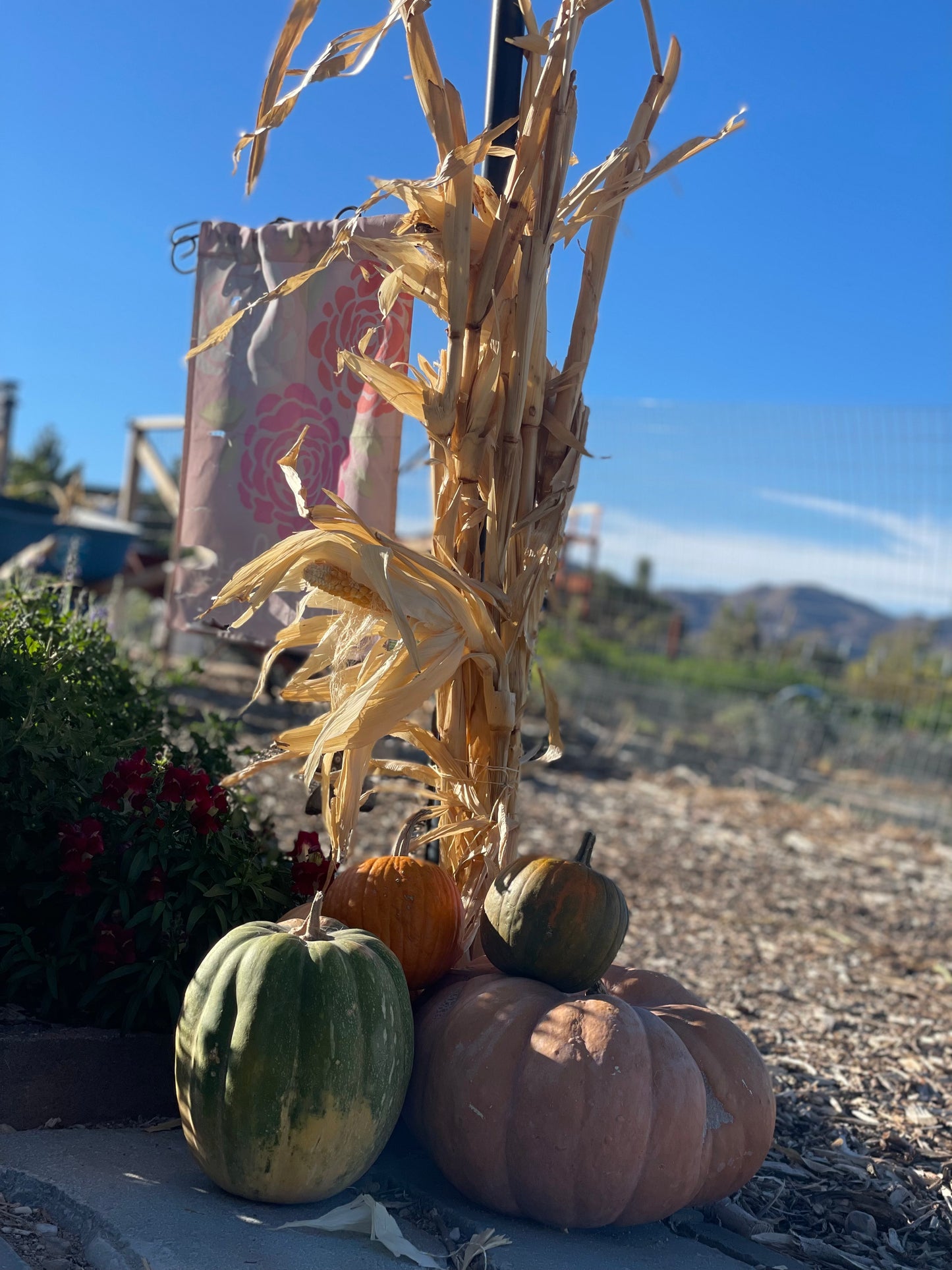 Dried Cornstalks