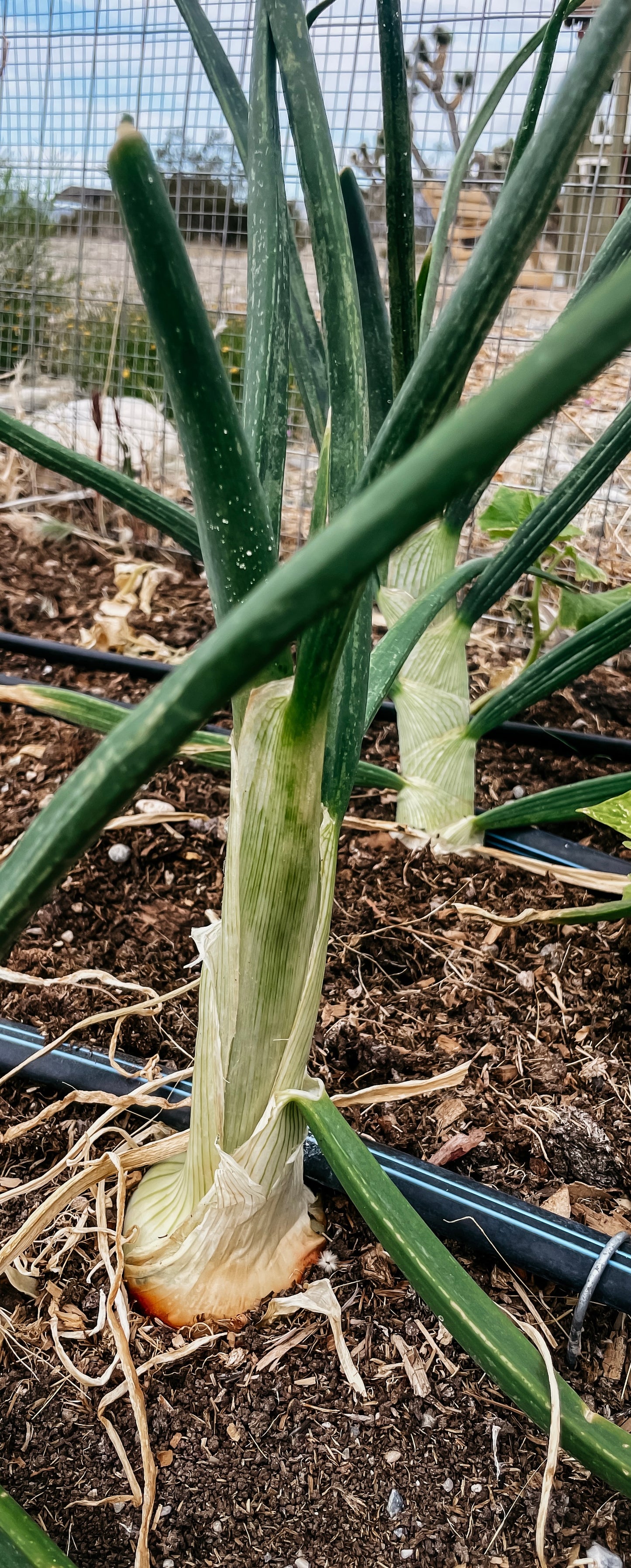 White Onion