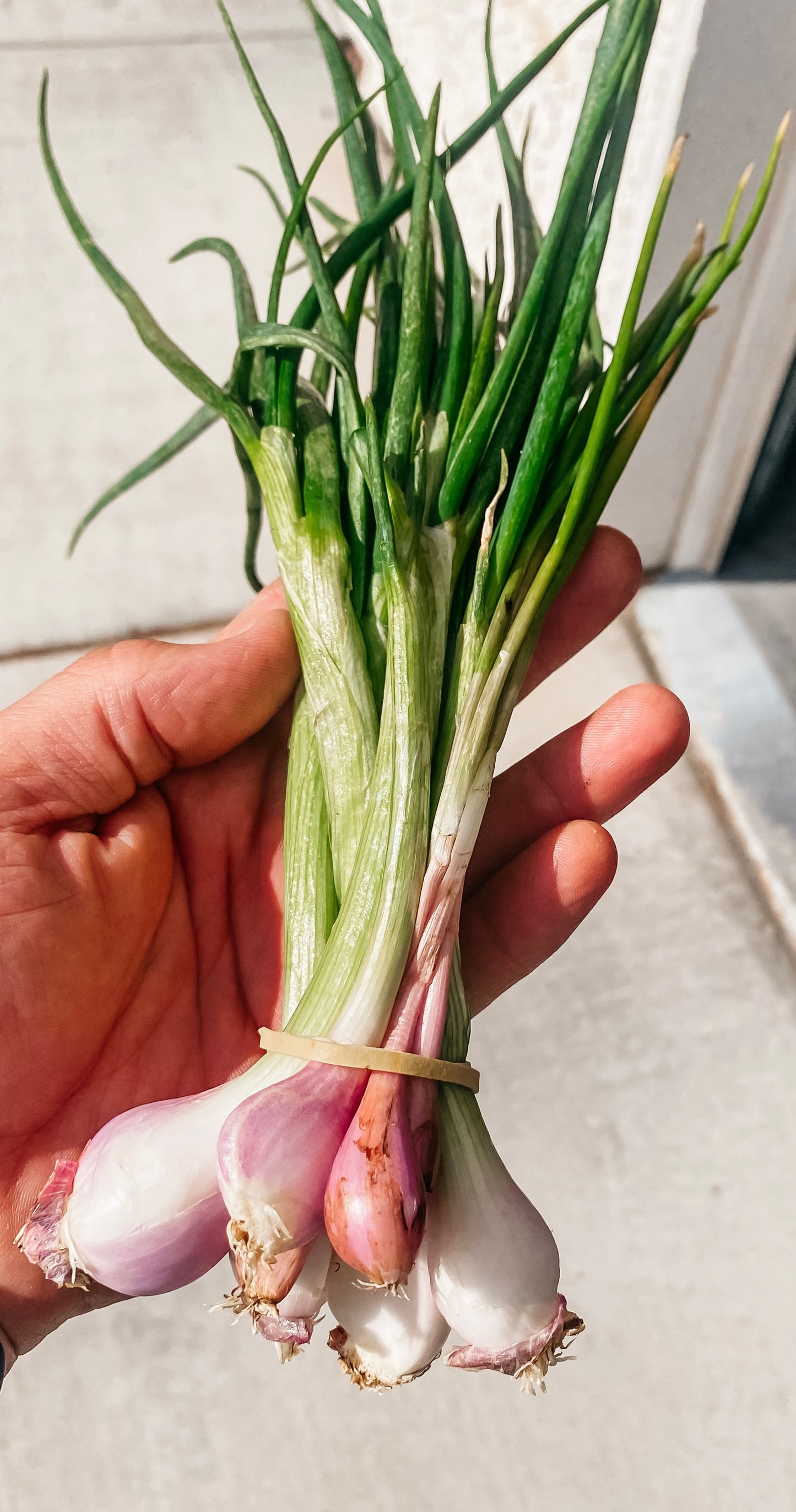 Green Onions