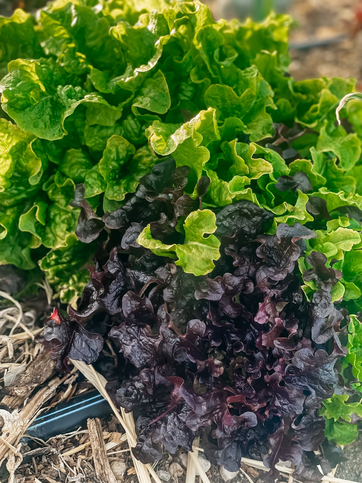 Mesclun Lettuce Mix