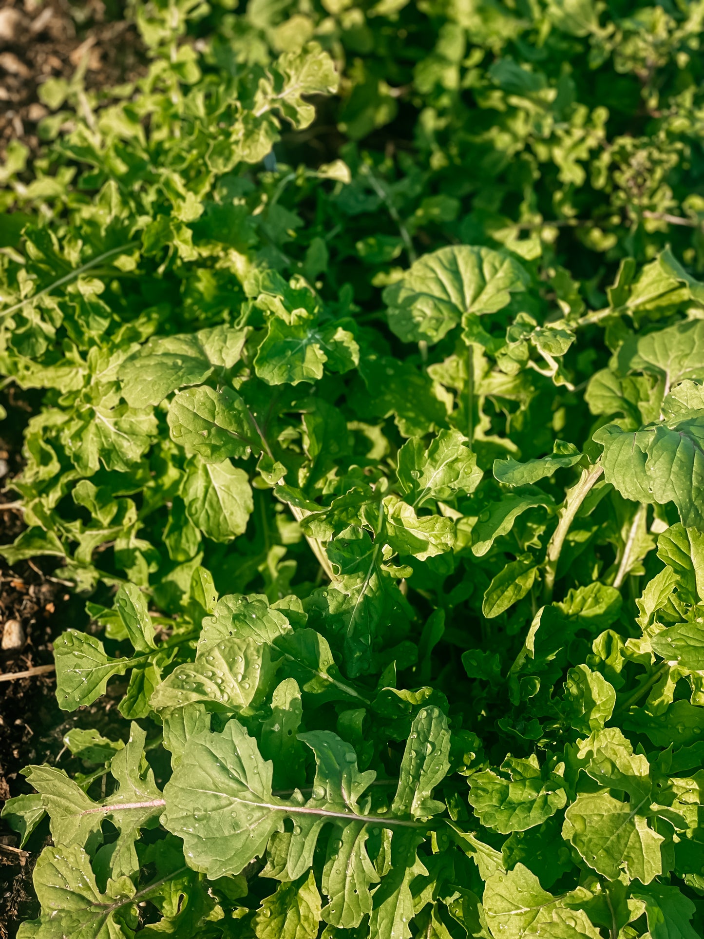 Arugula