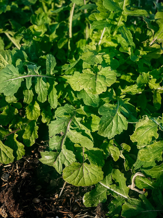 Arugula