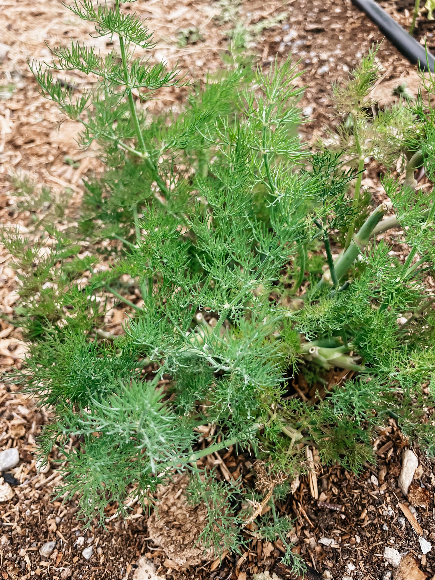 Dill