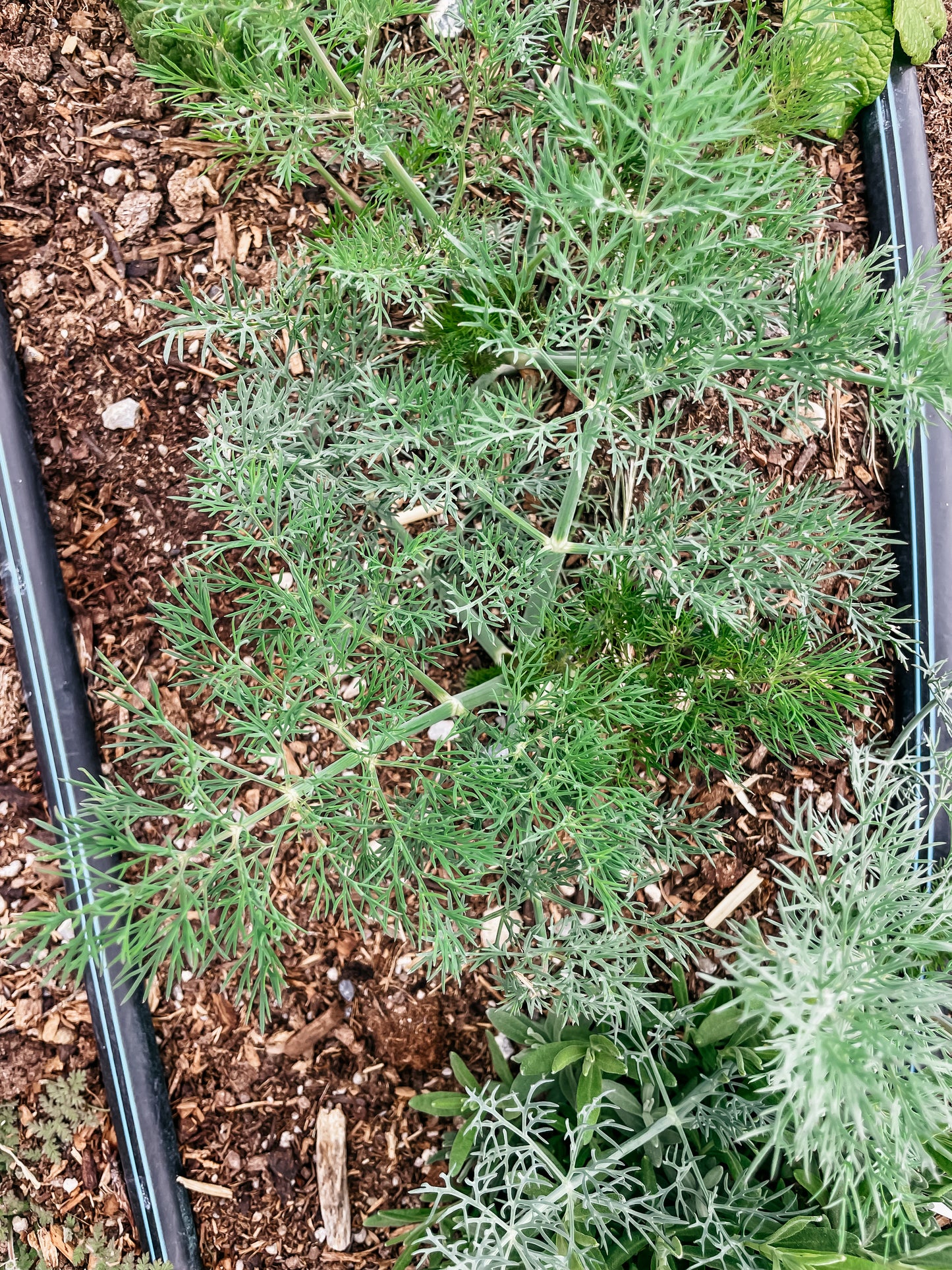 Dill