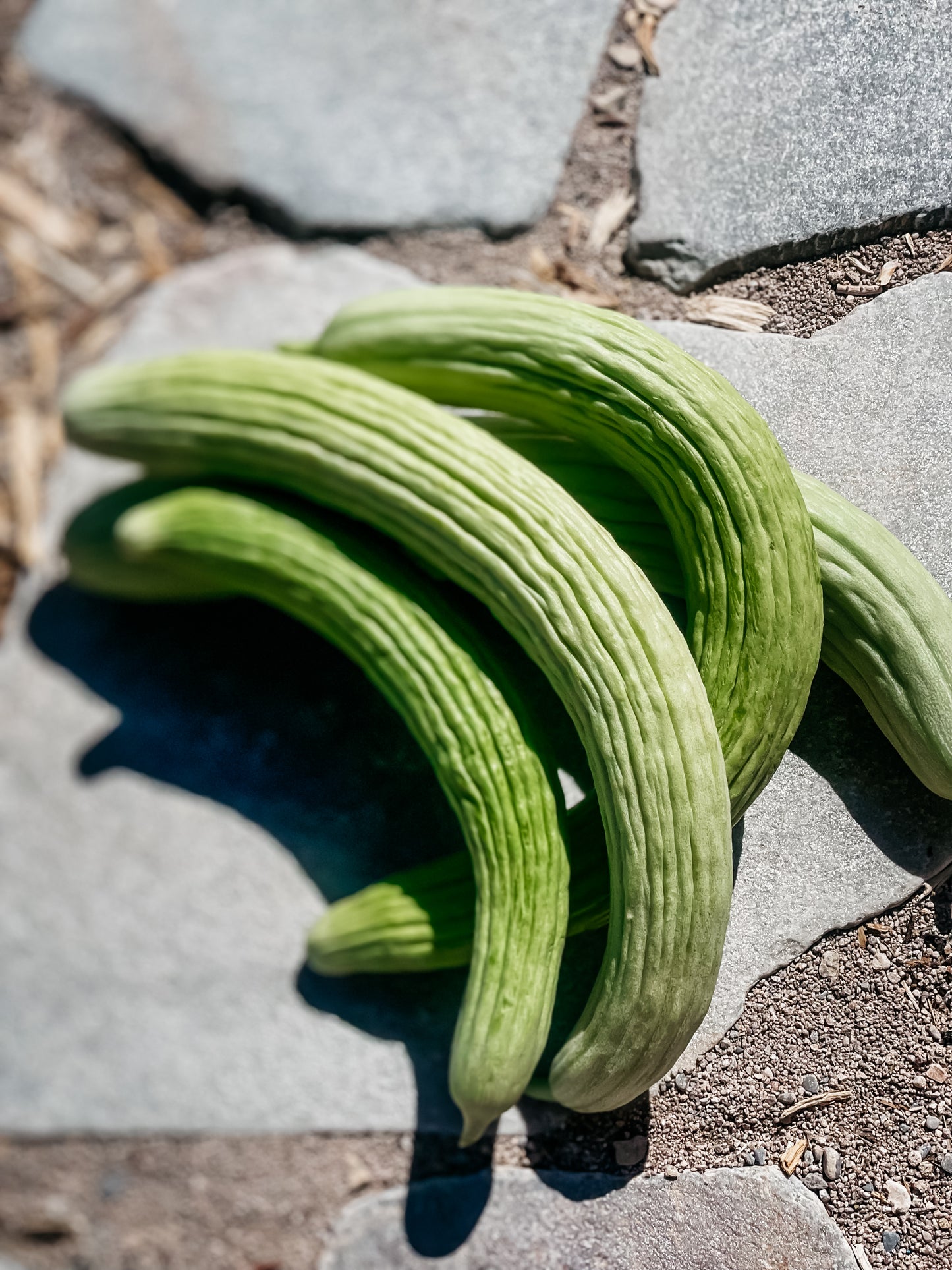 Cucumber, Armenian