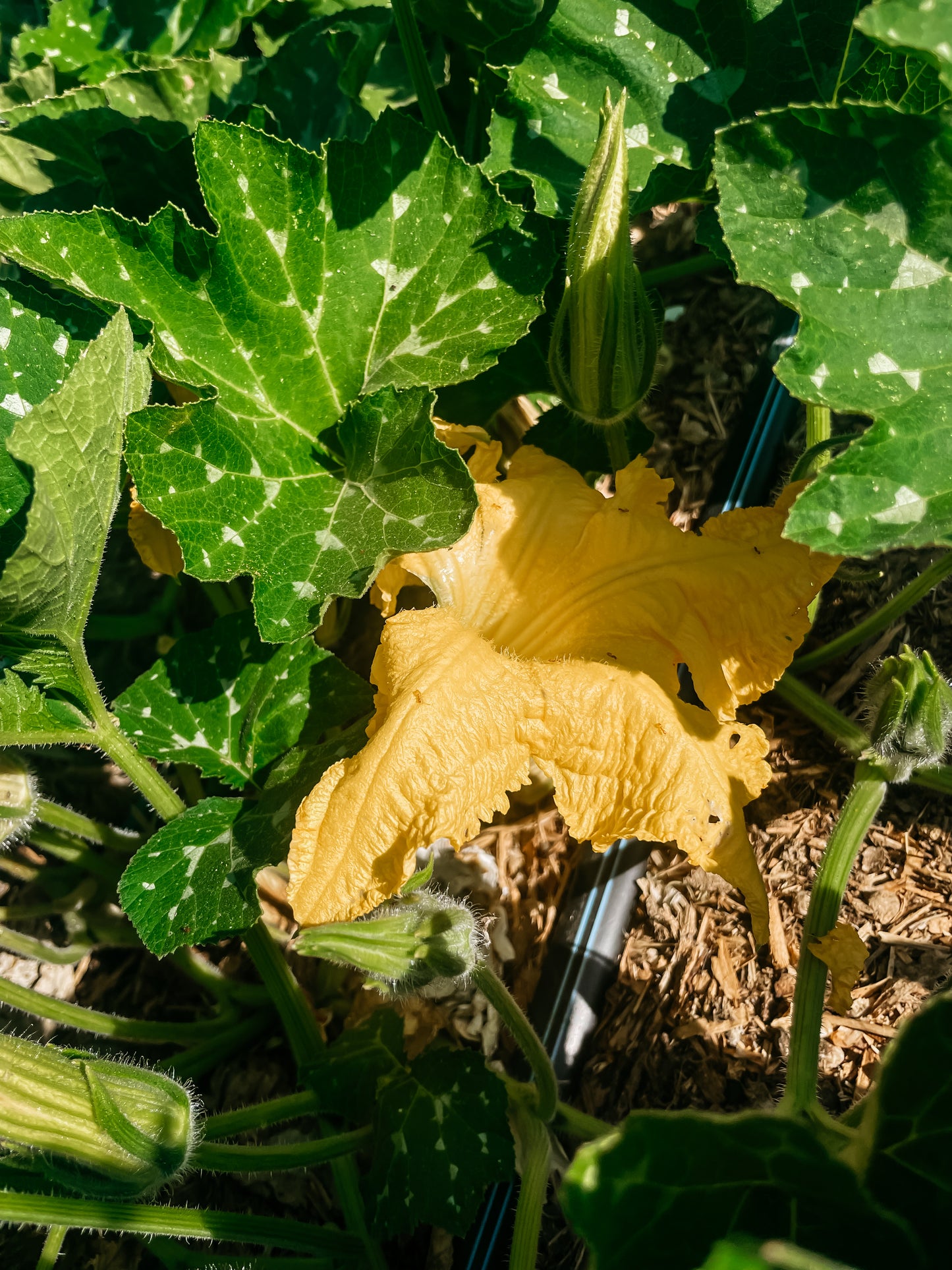 Squash Blossoms