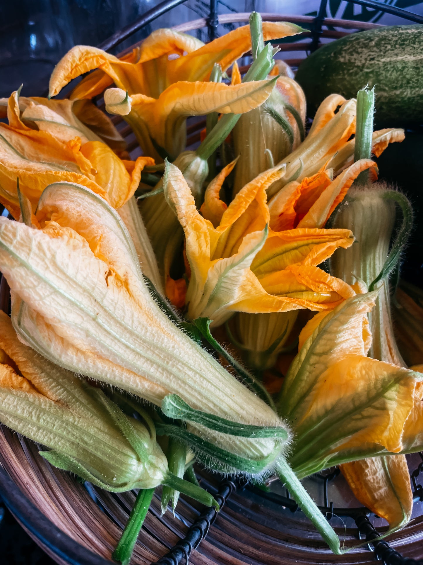 Squash Blossoms