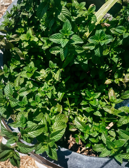 Mint