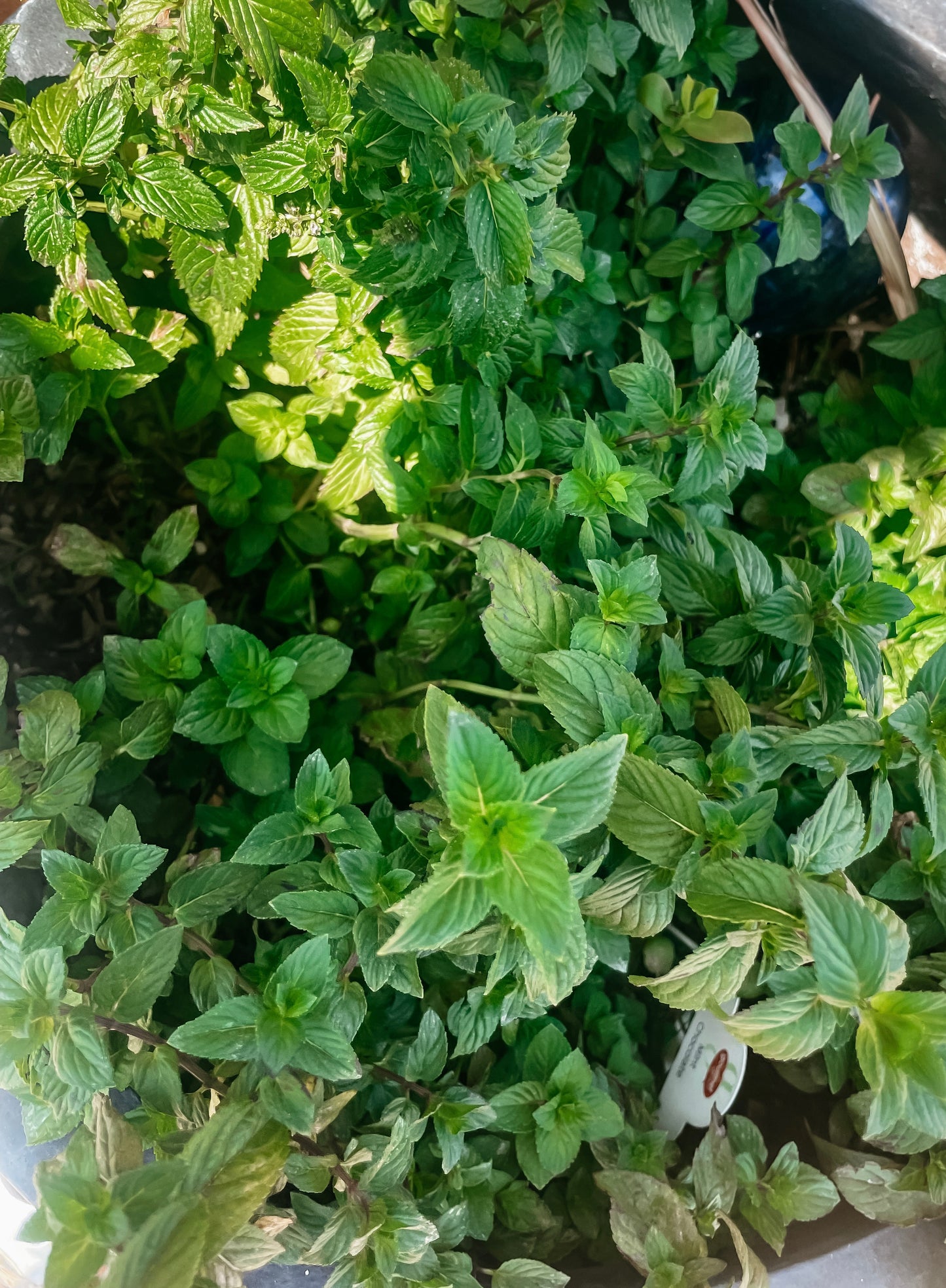 Mint