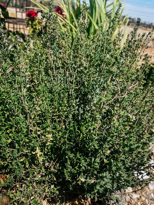 Thyme