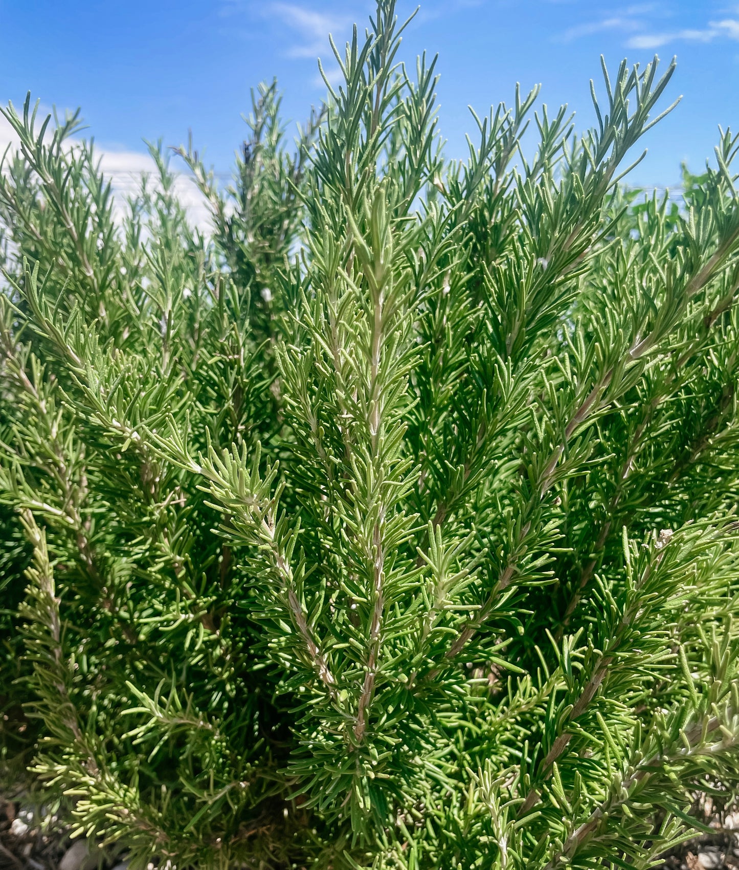 Rosemary
