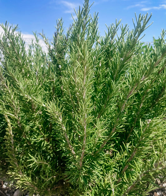 Rosemary