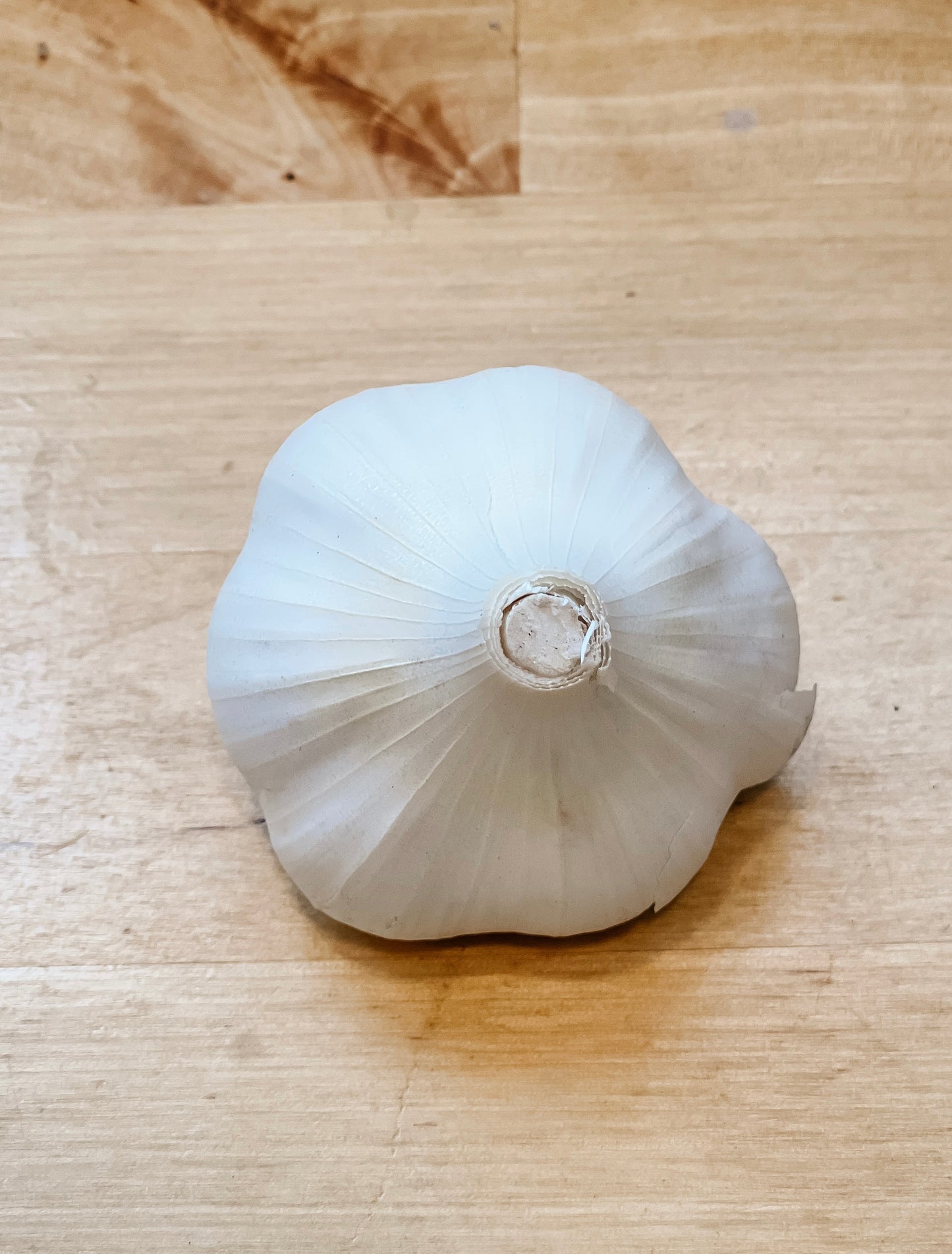 Garlic