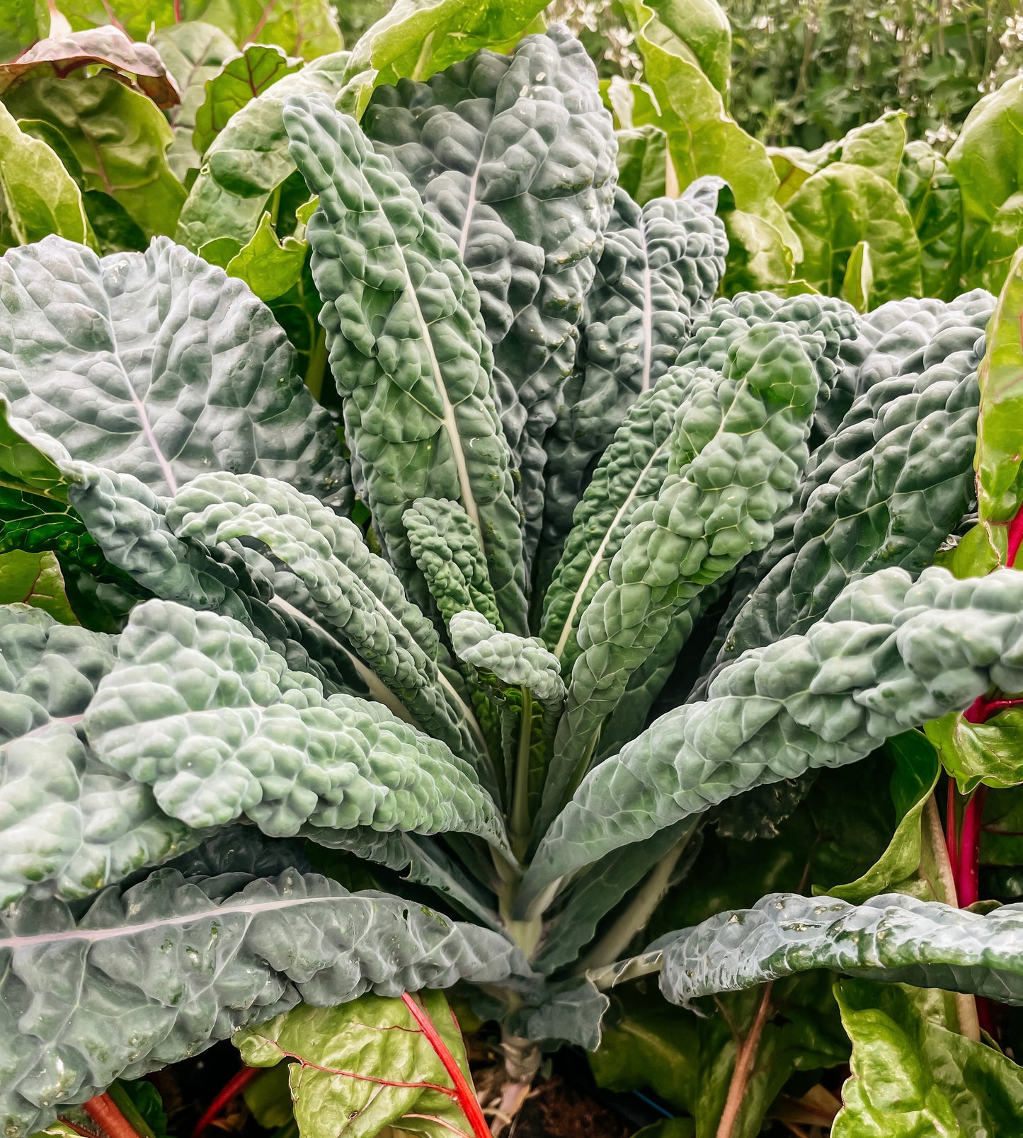 Kale