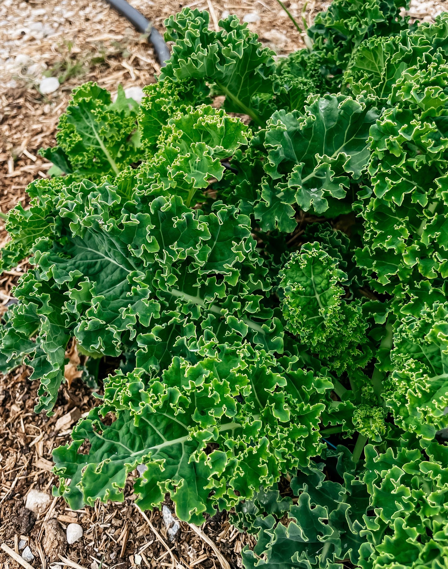 Kale