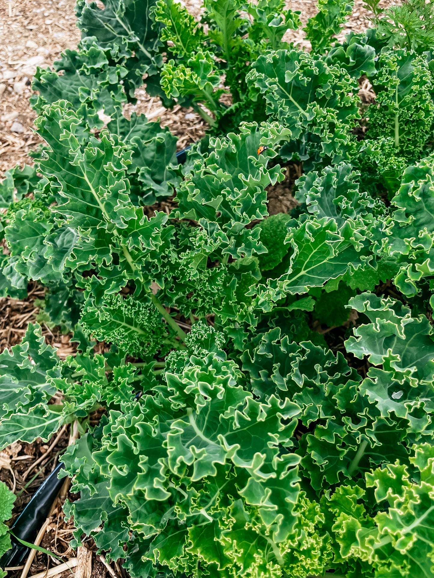 Kale
