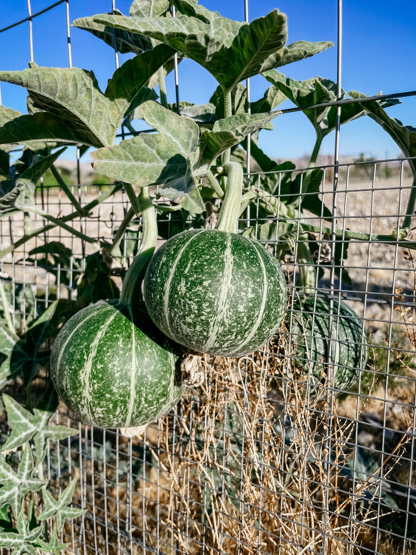 Coyote Gourd