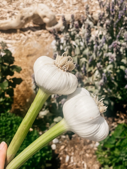 Fresh Garlic