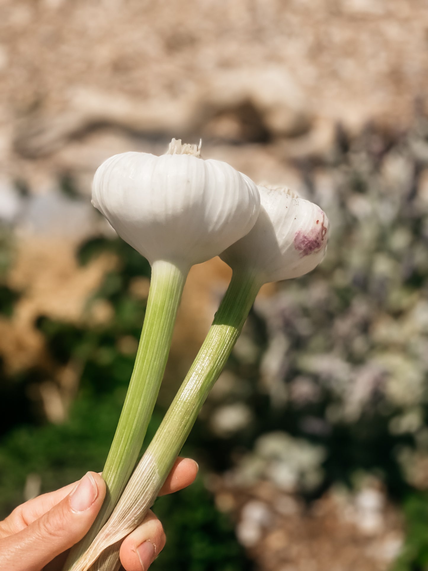 Fresh Garlic