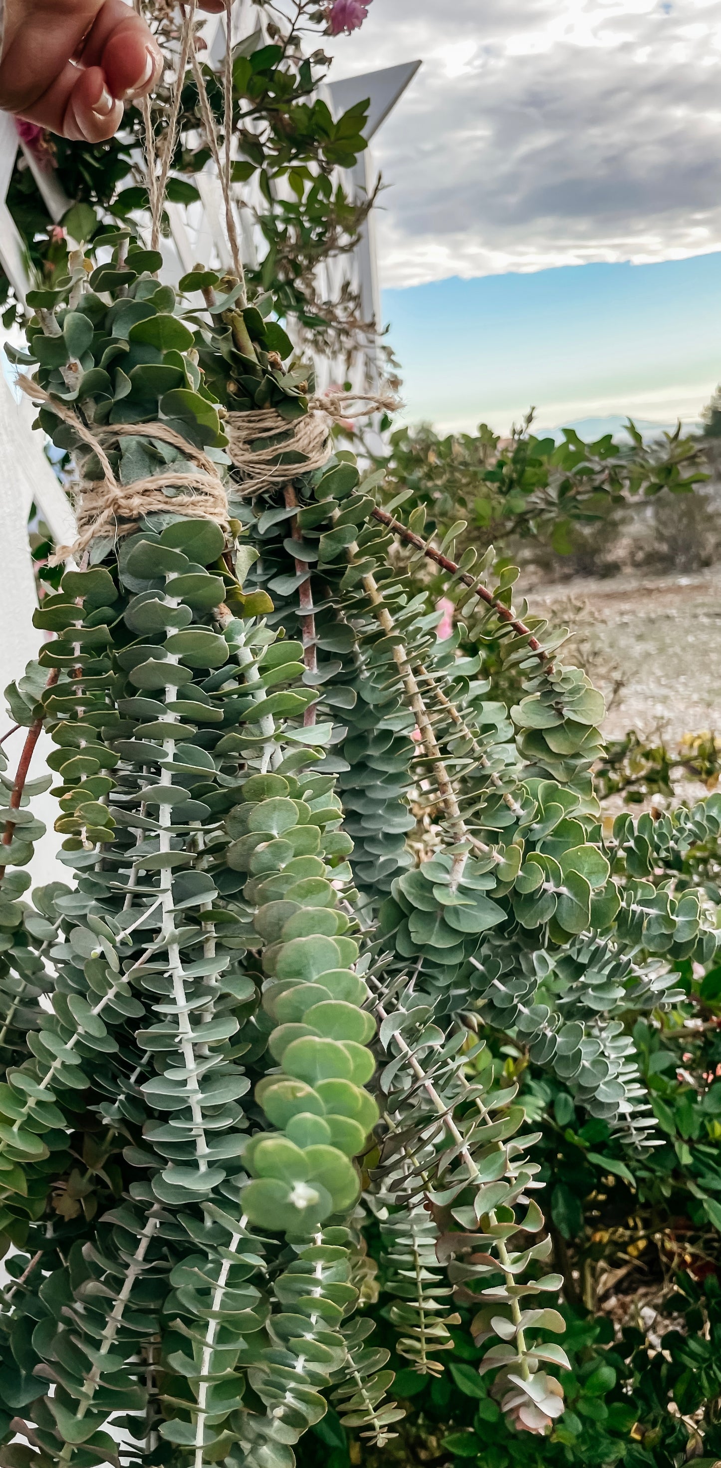 Fresh Eucalyptus Shower Bundle