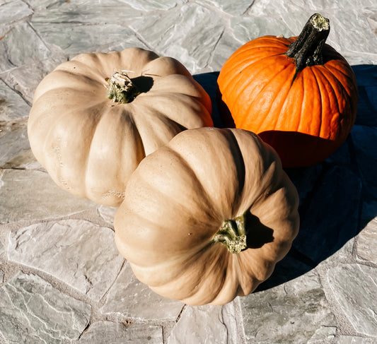 Small Pumpkin