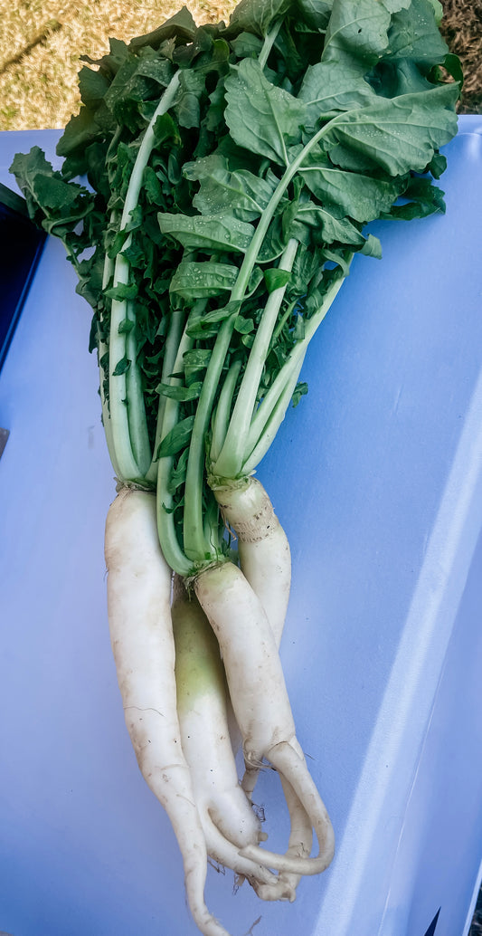 Daikon Radish