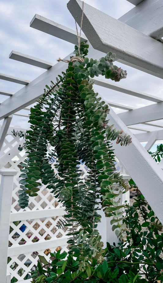 Fresh Eucalyptus Shower Bundle