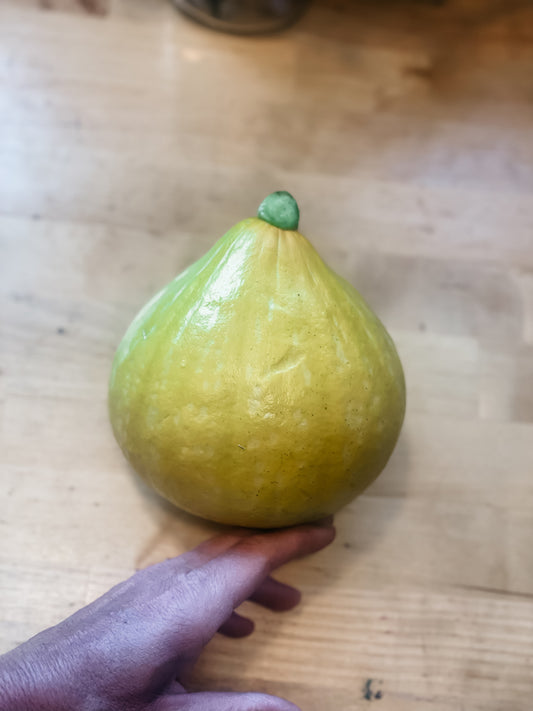 Summer Squash Yellow