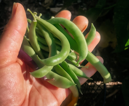 Green Beans