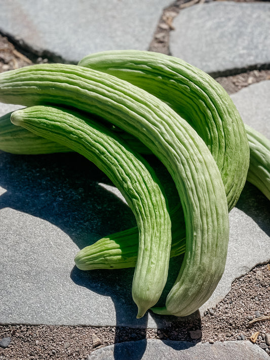 Cucumber, Armenian
