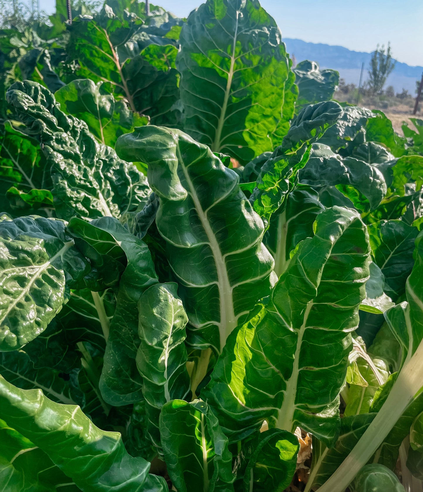 Swiss Chard