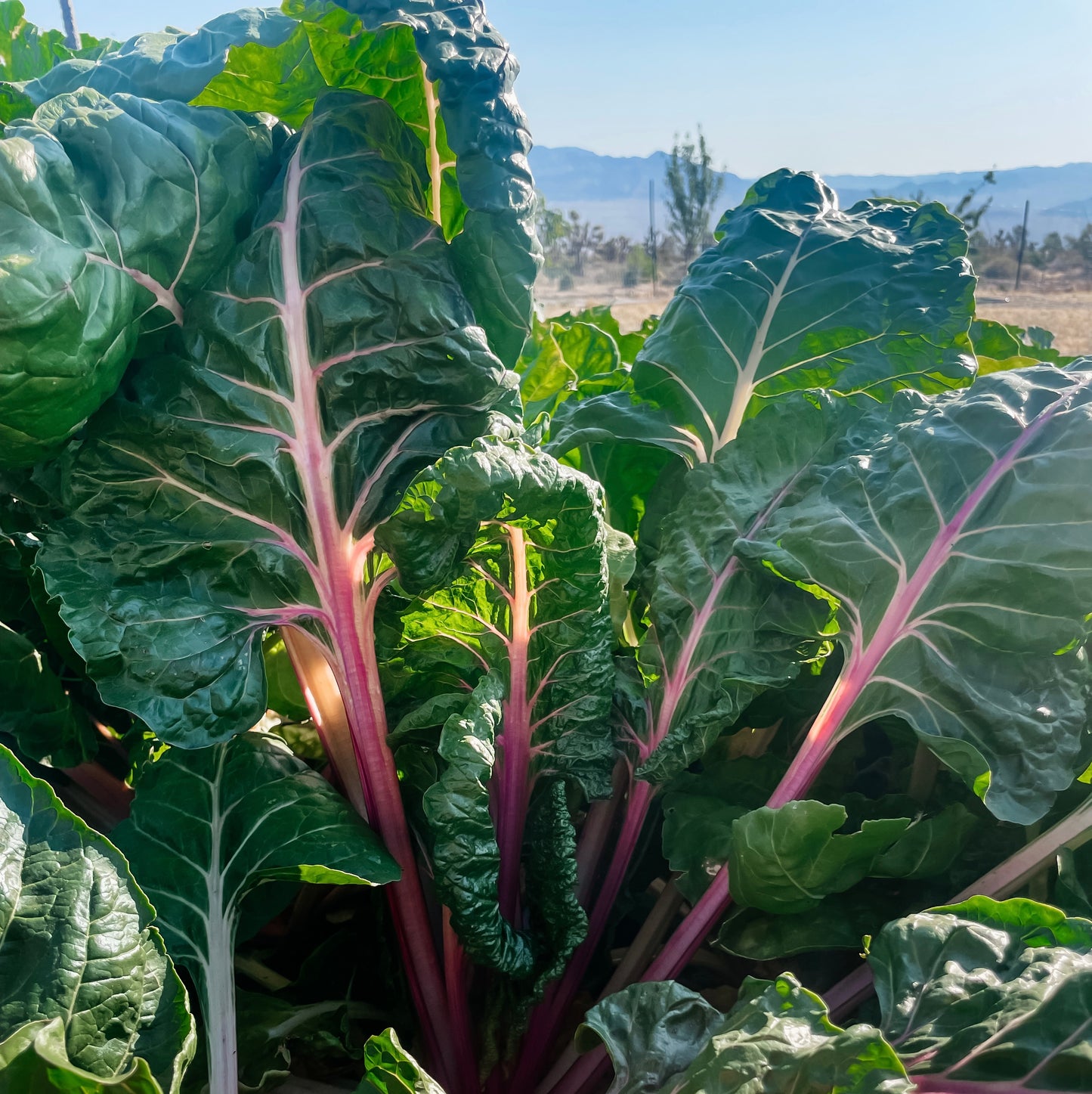 Swiss Chard