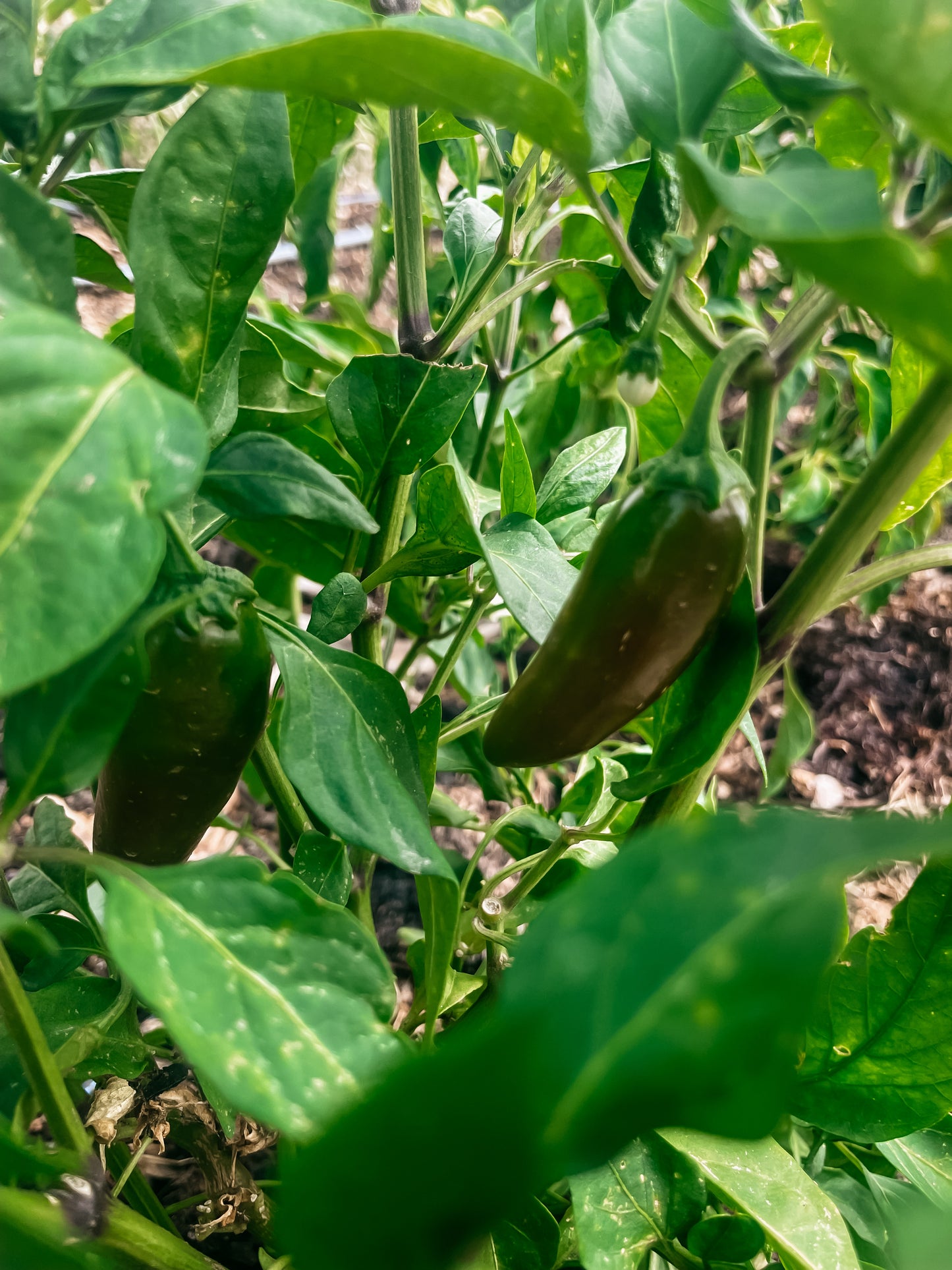 Jalapeno