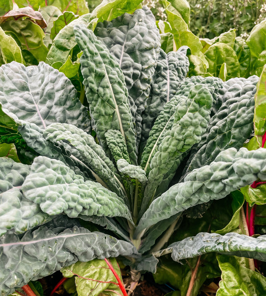 Kale